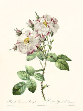 Old illustration of Rosa damascena variegata. Created by P. R. Redoute, published on Les Roses, Imp. Firmin Didot, Paris, 1817-24