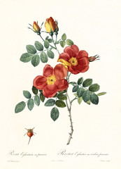 Old illustration of Rosa foetida bicolor. Created by P. R. Redoute, published on Les Roses, Imp. Firmin Didot, Paris, 1817-24