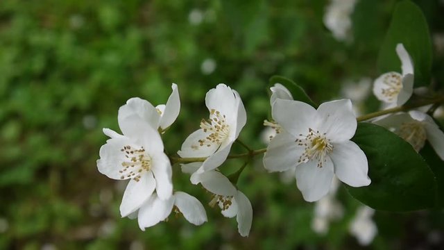 Mock orange blooming close-up in the wind. video shooting static camera. Philadelphus.