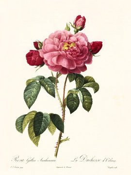 Old illustration of Rosa gallica aurelianensis. Created by P. R. Redoute, published on Les Roses, Imp. Firmin Didot, Paris, 1817-24