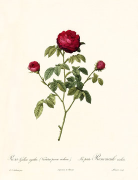 Old illustration of Rosa gallica agatha. Created by P. R. Redoute, published on Les Roses, Imp. Firmin Didot, Paris, 1817-24
