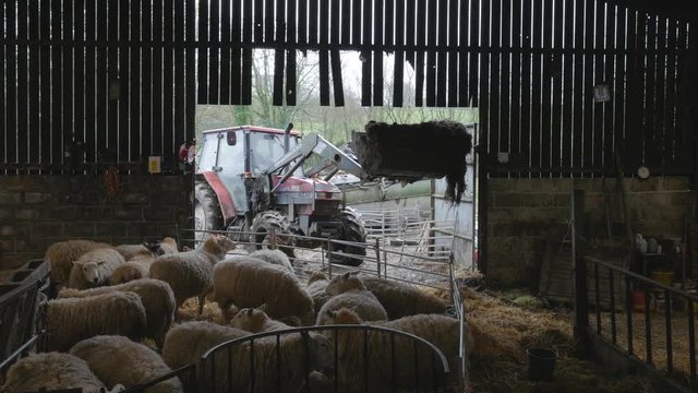 farmer cleaning out his barn with sheep enjoying fresh straw