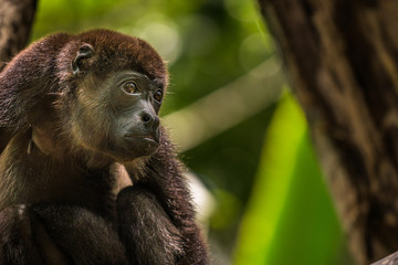 Weiblicher Brüllaffe in Costa Rica
