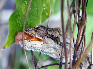 Thirsty chameleon © Schalk