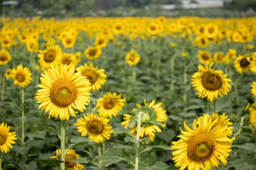 Fototapeta premium Beautiful yellow sunflower in the farm background