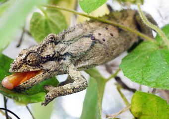 Thirsty chameleon © Schalk