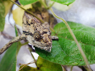 Obraz premium Thirsty chameleon