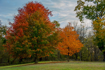 Obraz premium Fall Trees
