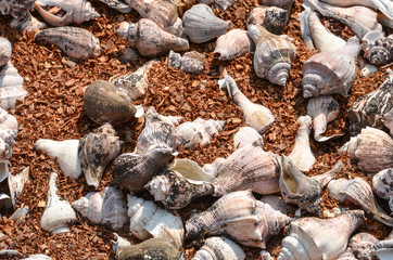 Shells