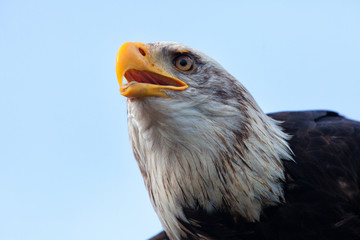 Weißkopfseeadler Porträt