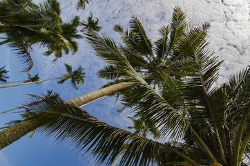 Obraz na płótnie Canvas Under coconut tree and cloudy blue sky background