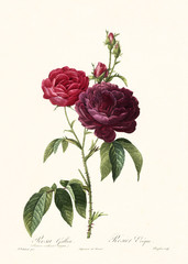 Old illustration of Rosa gallica purpuro violacea magna. Created by P. R. Redoute, published on Les Roses, Imp. Firmin Didot, Paris, 1817-24