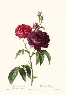 Old illustration of Rosa gallica purpuro violacea magna. Created by P. R. Redoute, published on Les Roses, Imp. Firmin Didot, Paris, 1817-24