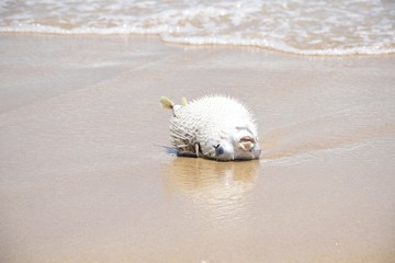 Puffer fish is dead and hit by waves on the beach