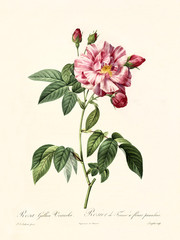 Old illustration of Rosa gallica versicolor. Created by P. R. Redoute, published on Les Roses, Imp. Firmin Didot, Paris, 1817-24
