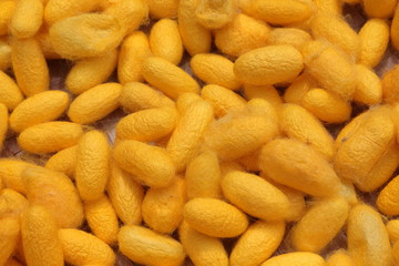 Natural yellow cocoon, a source of silk thread and silk fabric.