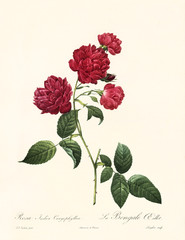 Old illustration of Rosa indica caryophyllea. Created by P. R. Redoute, published on Les Roses, Imp. Firmin Didot, Paris, 1817-24