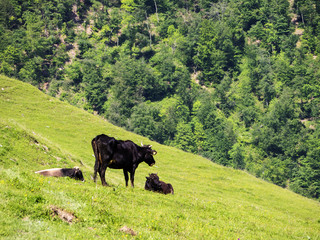 landscape with cows