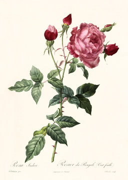 Rosa indica bis
