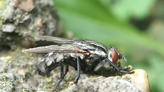 Big fly moved by an ant