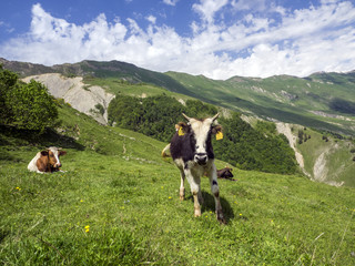 landscape with cows