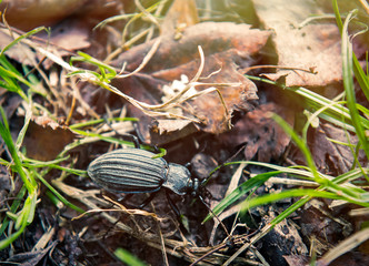 Beetle in grass