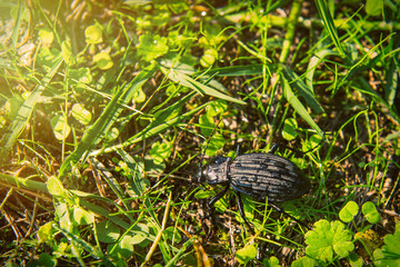 Beetle in grass