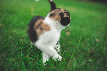 Little Cat playing with in grass