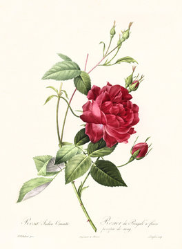 Old illustration of Rosa indica cuenta. Created by P. R. Redoute, published on Les Roses, Imp. Firmin Didot, Paris, 1817-24