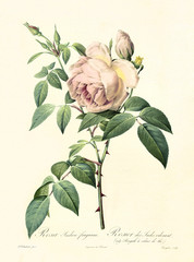 Old illustration of Rosa indica fragrans. Created by P. R. Redoute, published on Les Roses, Imp. Firmin Didot, Paris, 1817-24