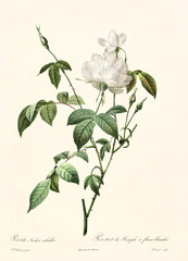 Old illustration of Rosa indica subalba. Created by P. R. Redoute, published on Les Roses, Imp. Firmin Didot, Paris, 1817-24