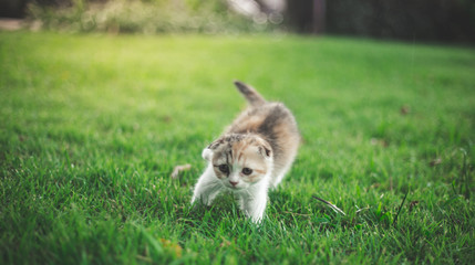 Fototapeta na wymiar Little Cat playing with in grass