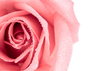 Top view and close-up image of beautiful pink rose flower with droplet. Valentine day, love and wedding concept. Copy space.