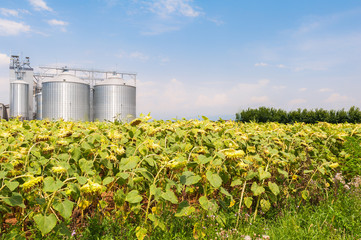 Sunflowers in the field ready for harvest and agricultural silos.