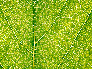 Leaves texture leaf background macro green light closeup