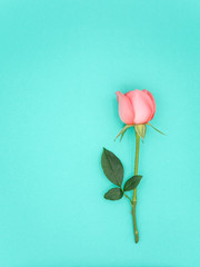 Top view image of pink beautiful rose flower with copy space on green background, Pastel colors. Valentine day, love and wedding concept.
