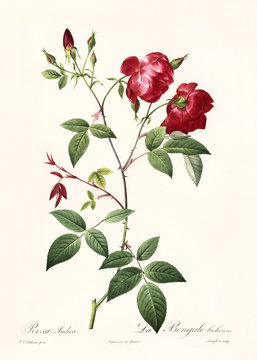 Old illustration of Rosa indica. Created by P. R. Redoute, published on Les Roses, Imp. Firmin Didot, Paris, 1817-24
