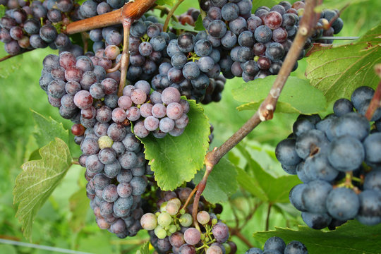 Zweigelt Traube Rotwein - black grapes in vineyard
