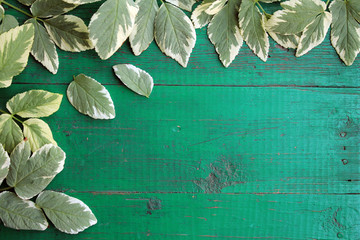 Frame from goutweed variegated leaves on old painted turquoise wooden background with copy space.
