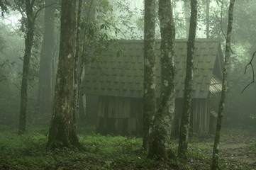 House in the deep forest in the mist.Thailand