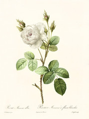 Old illustration of Rosa muscosa alba. Created by P. R. Redoute, published on Les Roses, Imp. Firmin Didot, Paris, 1817-24 - 166339550