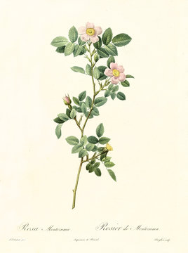 Old illustration of Rosa Montezuma. Created by P. R. Redoute, published on Les Roses, Imp. Firmin Didot, Paris, 1817-24