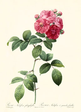 Old illustration of Rosa multiflora platyphylla. Created by P. R. Redoute, published on Les Roses, Imp. Firmin Didot, Paris, 1817-24