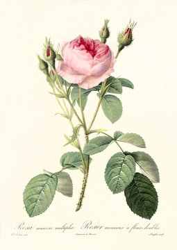 Old illustration of Rosa muscosa multiplex. Created by P. R. Redoute, published on Les Roses, Imp. Firmin Didot, Paris, 1817-24