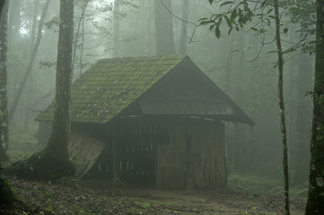 Naklejka premium House in the deep forest in the mist.Thailand