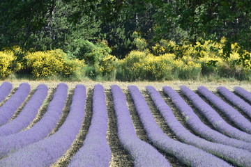 Francia, campi di lavanda nelle colline della Provenza