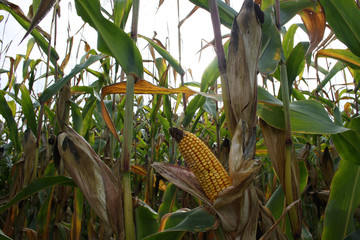 Mais Maisfeld mit Kolben