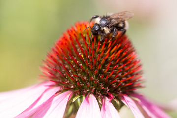 Echinacea mit Biene