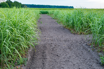 switchgrass field with crop for bio-refineries