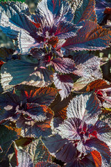 Shiso herb was previously known as the beefsteak plant. Red shiso is a perennial plant